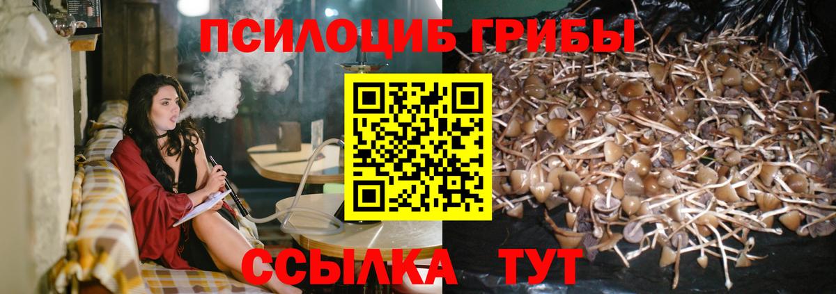 Галлюциногенные грибы Psilocybine cubensis Великий Новгород